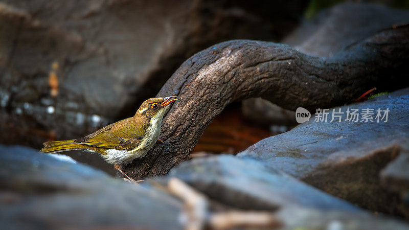 白色naped蜜食者(Melithreptus lunatus)